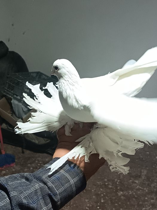 На продажу выставлены настоящие джизакские голуби