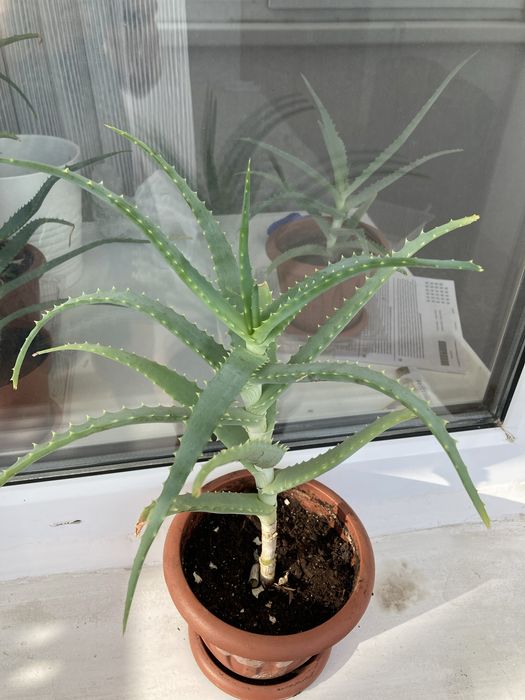 Алое лечебный столетник