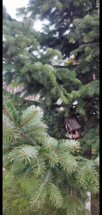 Brad pt Craciun bicolor