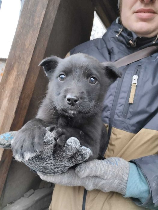 Щенки ищут свой дом