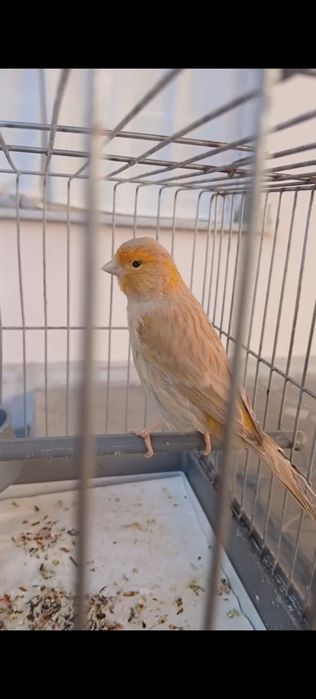 Канарейка Изабелла йирик мода ишлаган