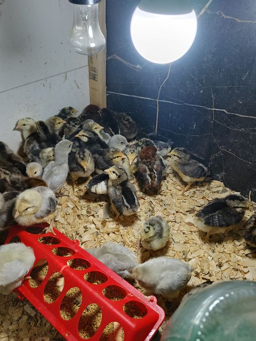 Цыплята недельные