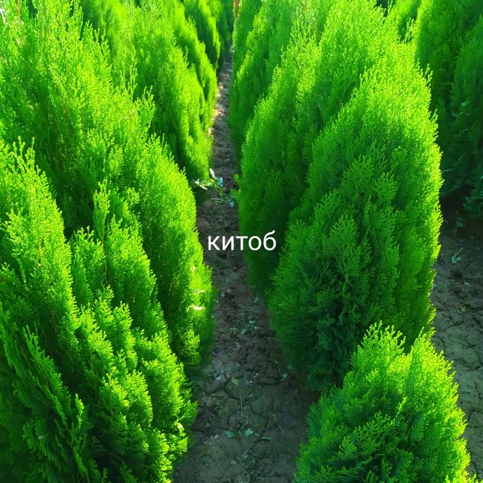 Арчалар бор декаративний ва забор учун