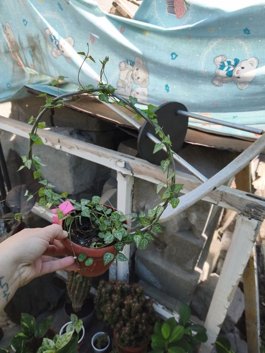 Продам комнатные растения