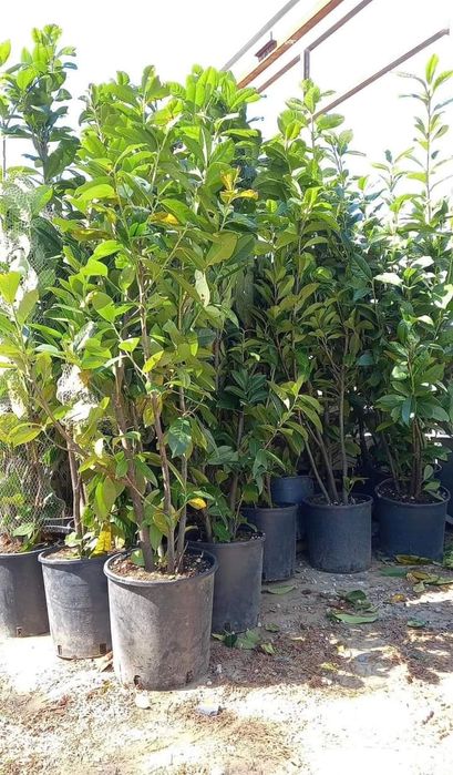 Platan,pawlonia,frasan