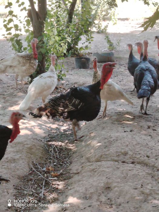 Erkak indyuklar sotiladi