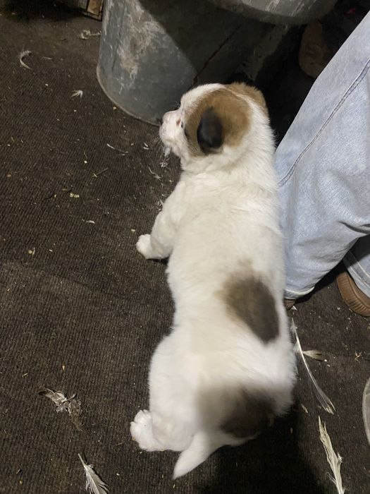 Отдам щенка мальчика