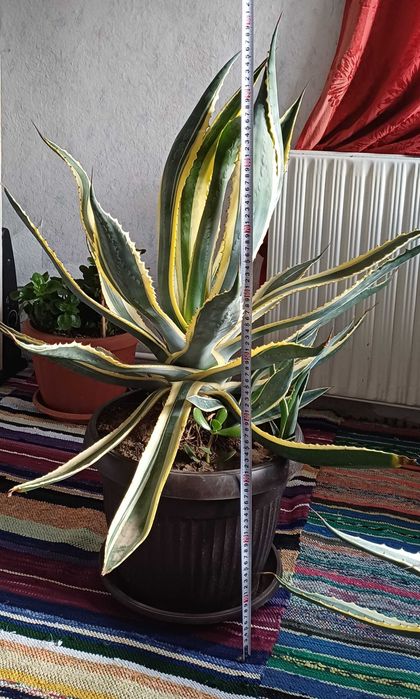 Агаве в идеално състояние