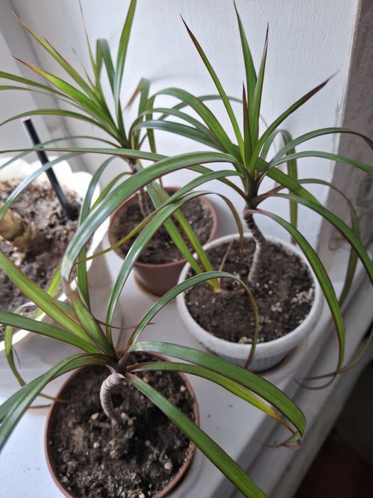 Продам комнатные цветочки