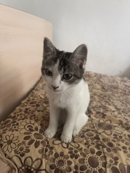 отдаю котенка девочку в хорошие руки