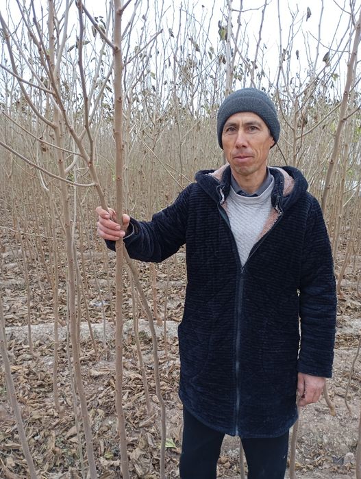 Yapon tut kuchatlari