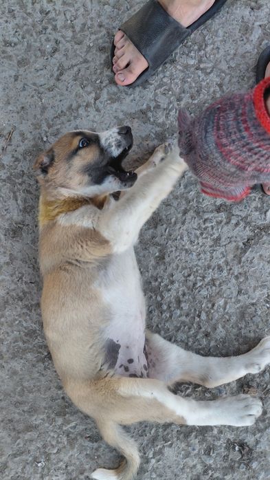 Кушык сатылады , Продается Щенок