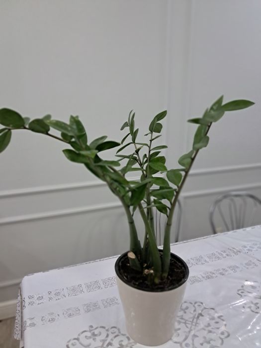 Денежное дерево Замиокулькас.