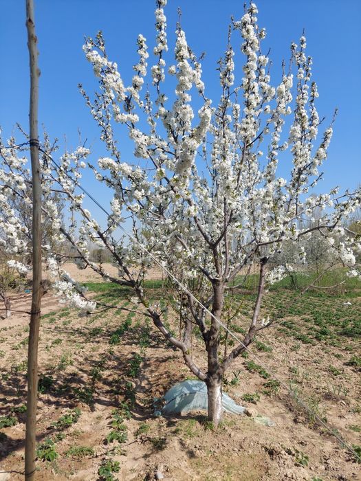 Ховли уй. Трасса буйида