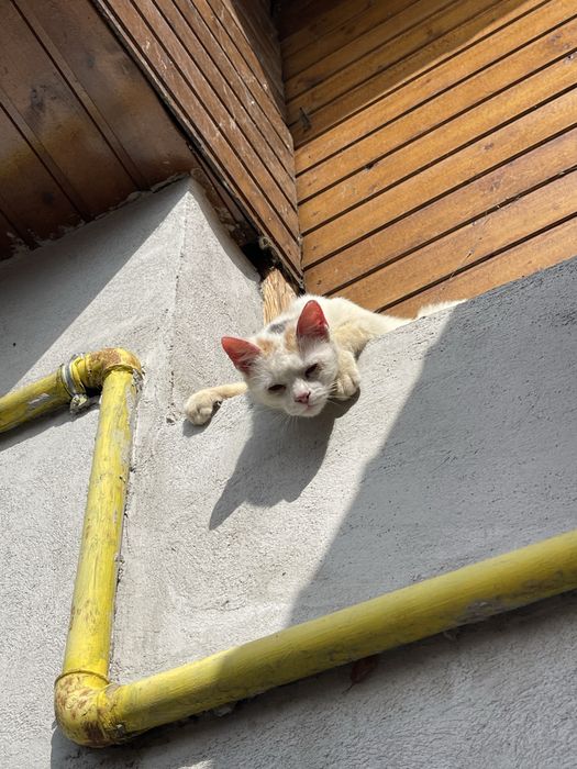 Ofer spre adoptie 4 pisicute si un motan