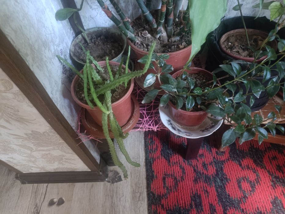 Продам цветы в горшках 10 тысяч за один