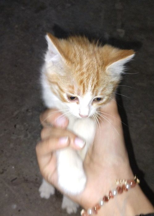 маленький котенок