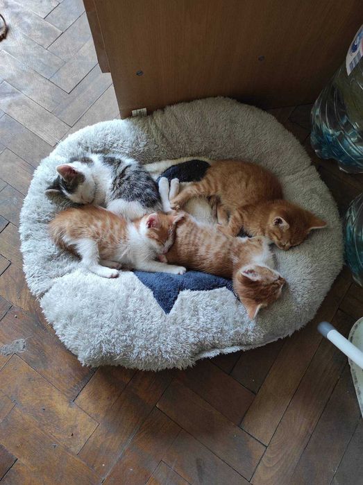 Подарявам малки котенца