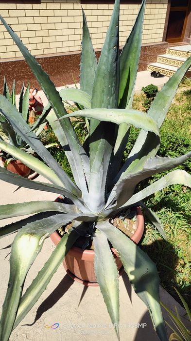 Kotta Agava sotiladi