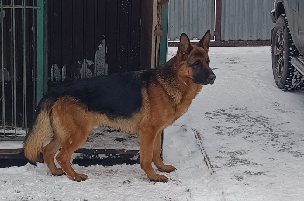 Вязка немецкой овчарки(появился к продаже алиментный щенок, кобель))