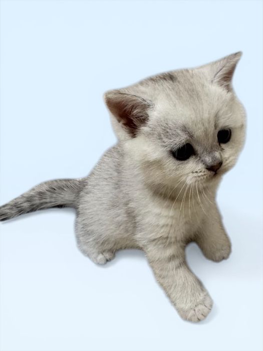 Продаются котята,шотландские скоттиш фолд и страйк