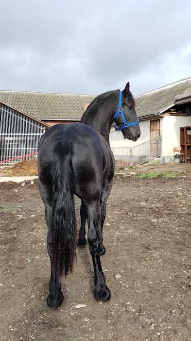 Manz armasar frizian 1 an si 8 luni