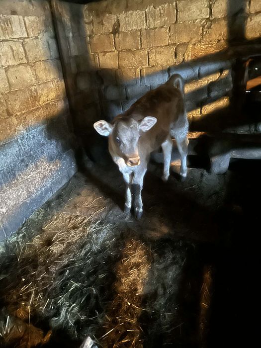 Vitel Brun de Maramures