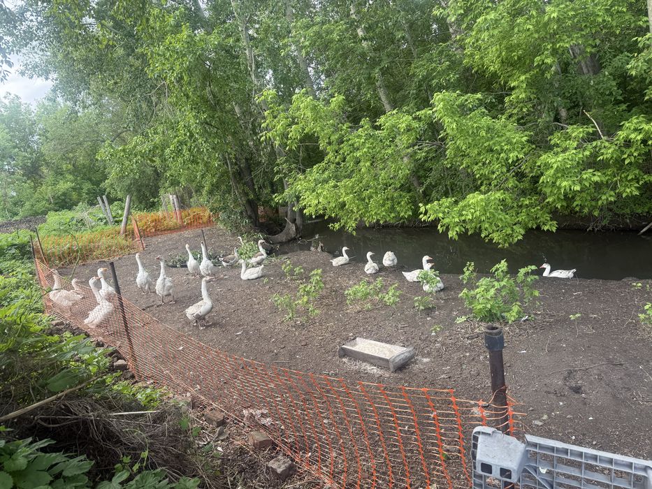 Продам тушки гуся