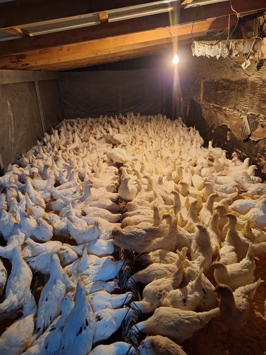 Куры несушки  Коррал