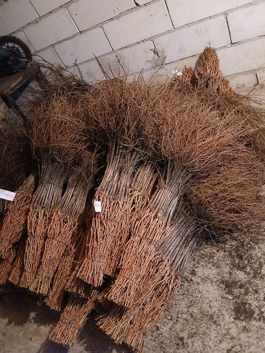 Producator si vand butasi vita de vie