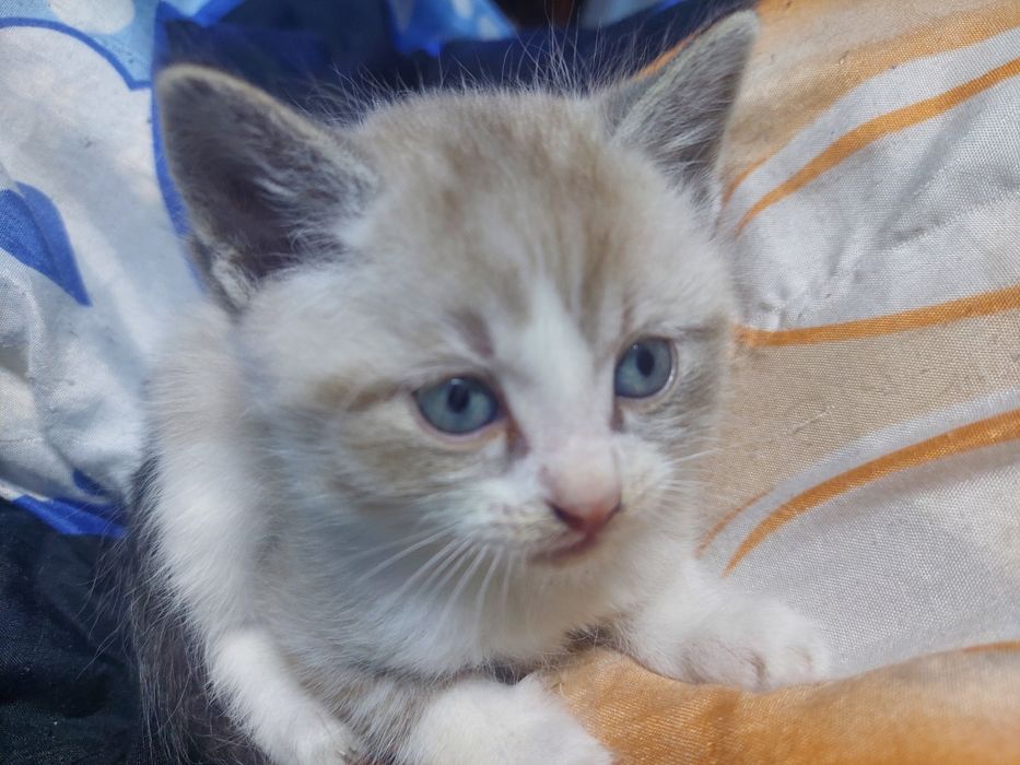 Котята, 2 месяца