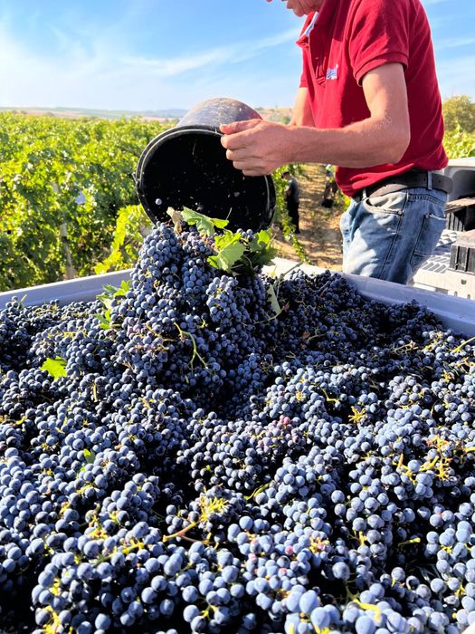 Struguri de masa si struguri de vin