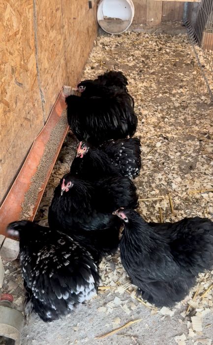 Familie Cochinchina Pitic negru/negru-bobat