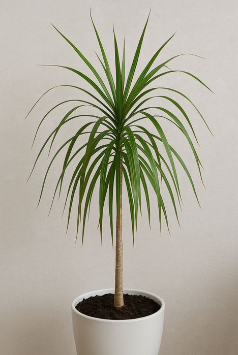 Продам Драцену маргинату