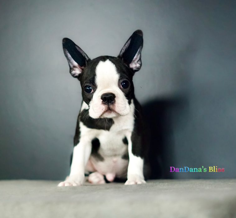 Baietel boston terrier cu pedigree