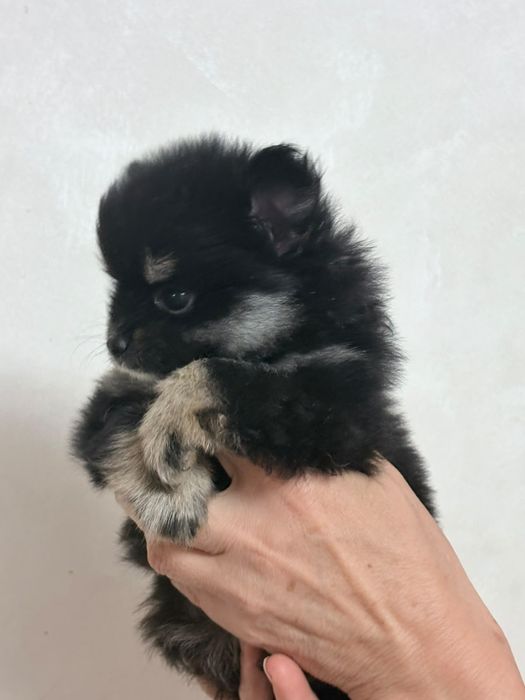 Щенки Померанского шпица