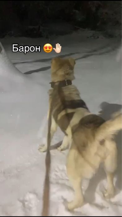 Шенок 1,3 бой не видел еше