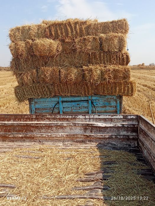 Lozer somon sotiladi kipi 5 ming soʻm dastafka puli ayrim 100 ming som