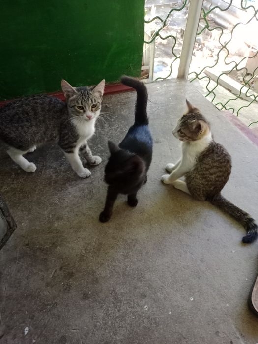 Котята,разные,2мес.мальчики и девочки