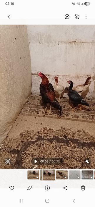 Дакан кораз сатылады