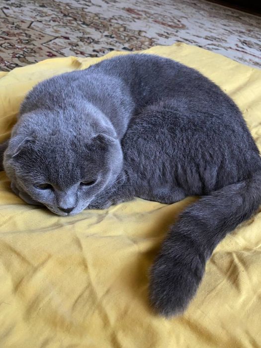 Кот нуждается в вязке,ищем самку