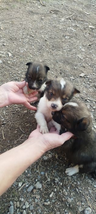 Отдам в хорошие руки щенков