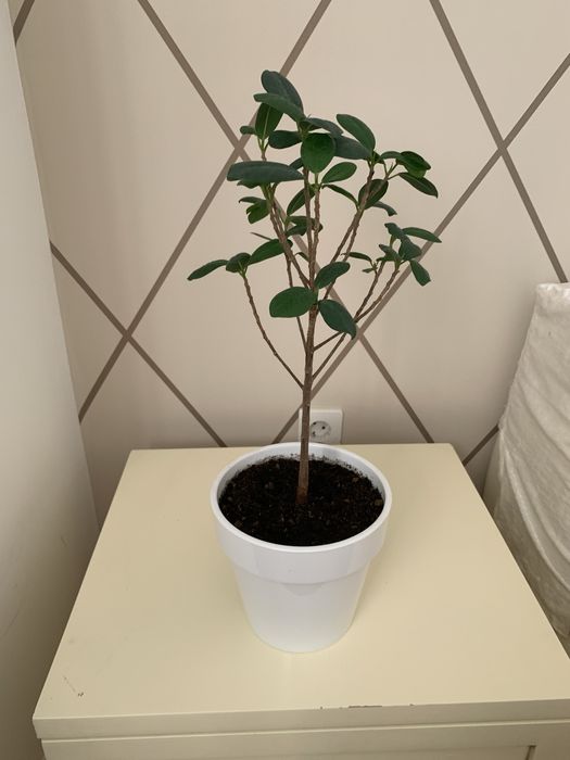 Комнатные цветы ухоженные