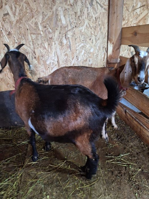 Vând 4 capre si un țap Anglonubiene