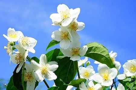 Vindem arome ambientale prin difuzie electrica si cu betisoare