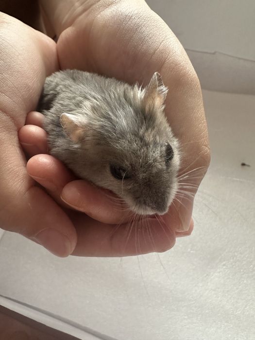 Продам джунгарского хомячка