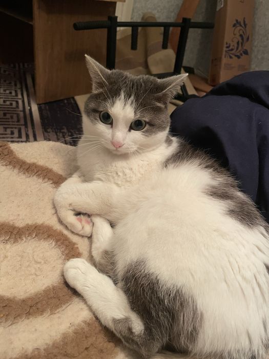 Отдам даром кота