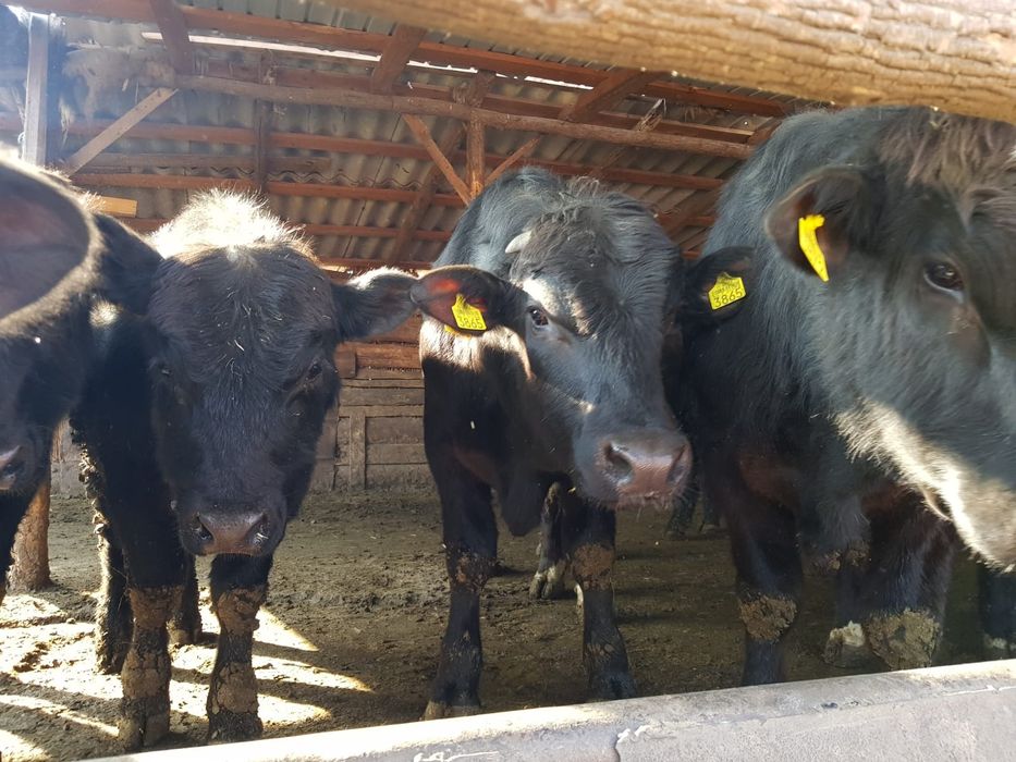 Viței de vânzare 4-5 Viței