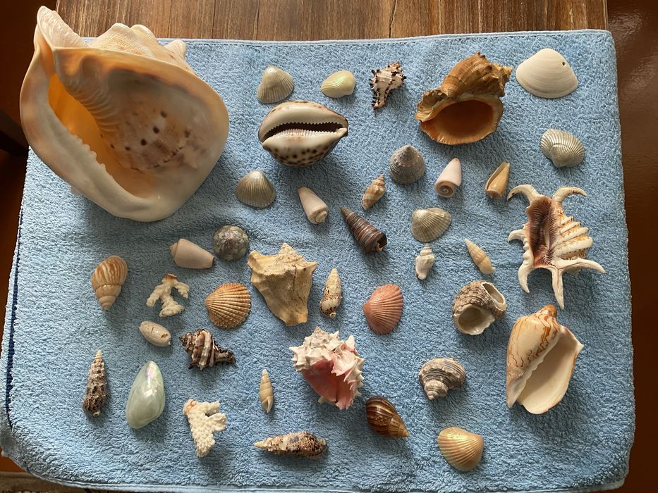 Морские раковины