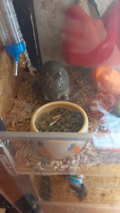 Pui de veverițe degu